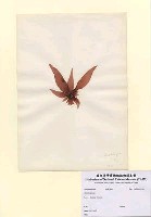 藏品(Grateloupia sp.)的圖片